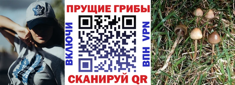 Псилоцибиновые грибы Cubensis  mega tor  Агрыз 